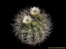 Gymnocalycium saglionis v. variegata 320